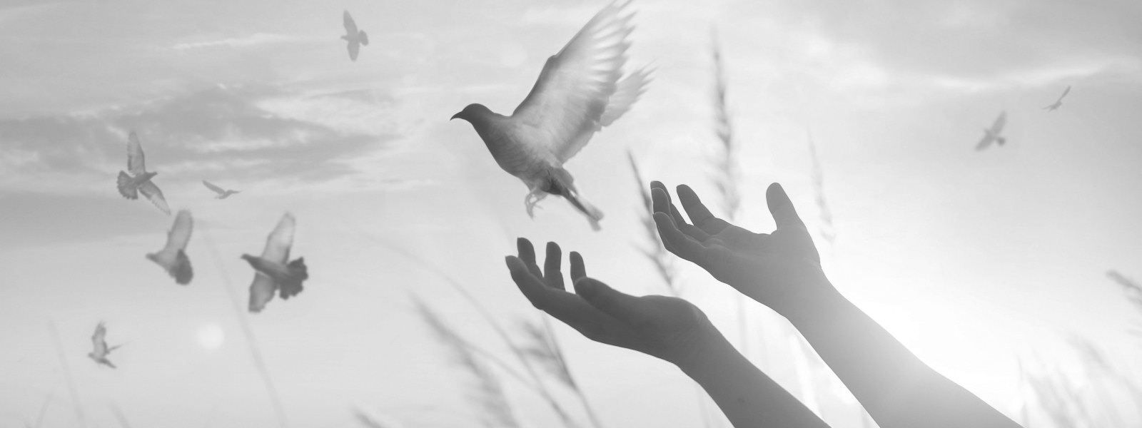 The Covid 19 virus - show your vaccination status